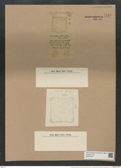 Amphitetras intermedia (Gr. et St.) De-Toni. (de-Toni-Nr.: Genus 137, Species 3642) Zeichnungen Sammlung Grunow Nr. 7138 (NHMW-BOT-W0376106)